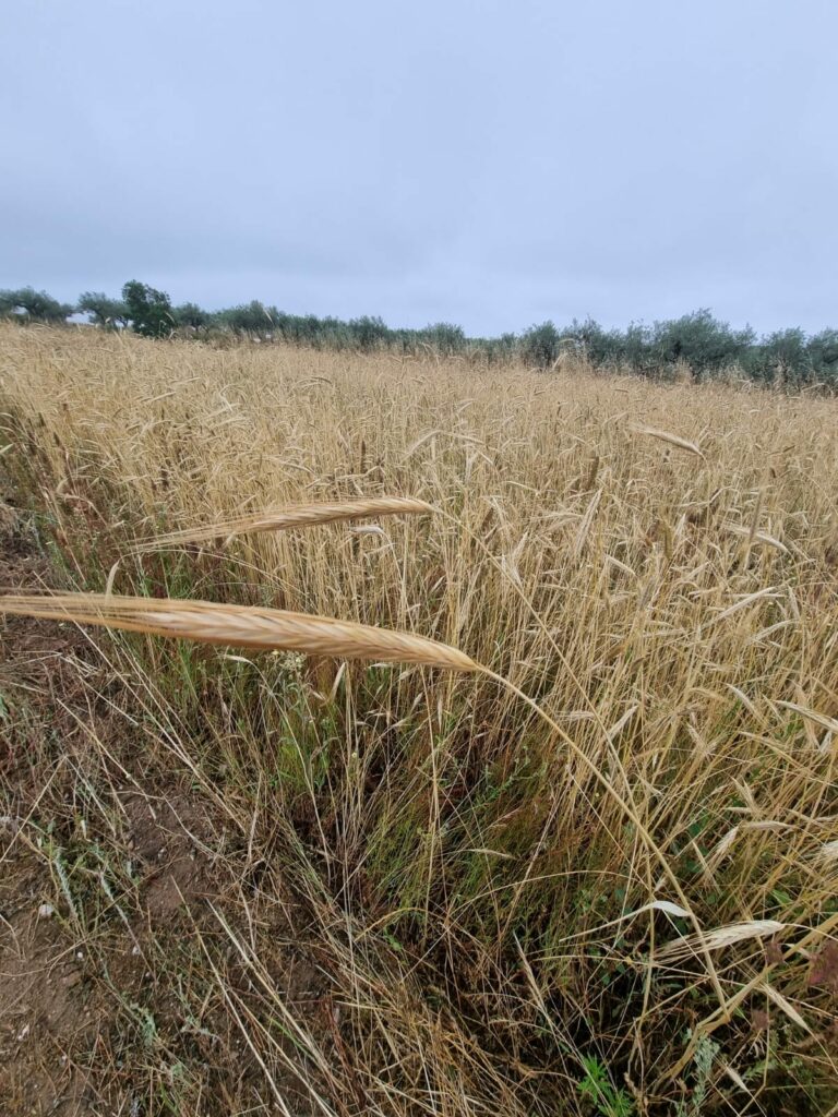 449491191 1644319019694317 6230351540674691908 n